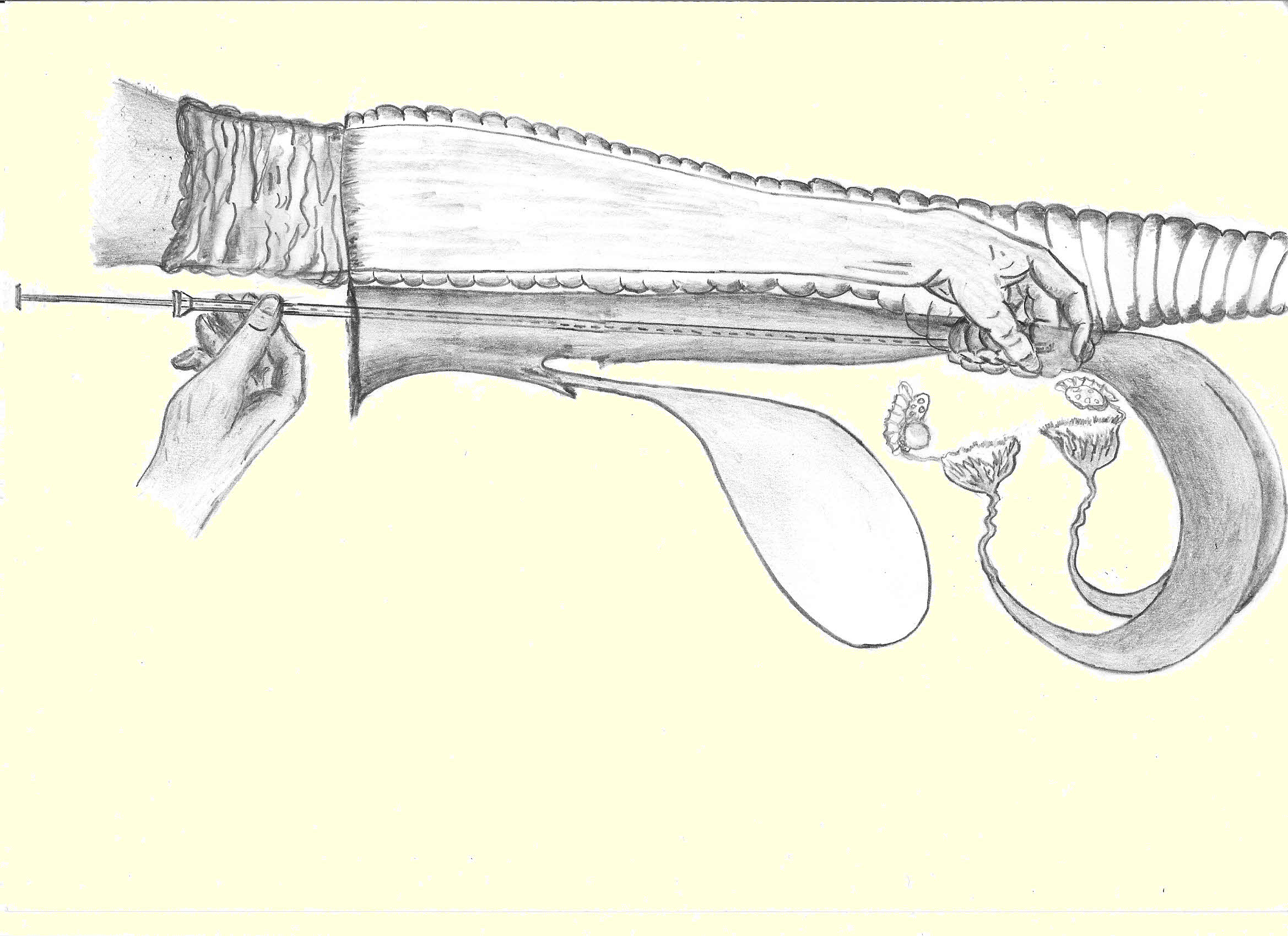 tekening van een inseminatiehandeling in een koe